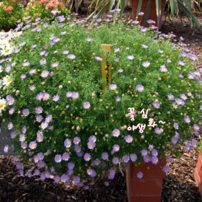 꽃심야생화 스완리버데이지내한성다년초 봄가을연속개화 행잉가능 소품, 3개