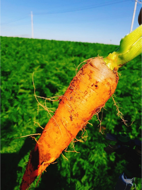 [신일농산] 국내산 제주 구좌 흙당근 햇 당근 (특) 3kg 10kg 20kg 종이박스, 1박스, 10kg (특)