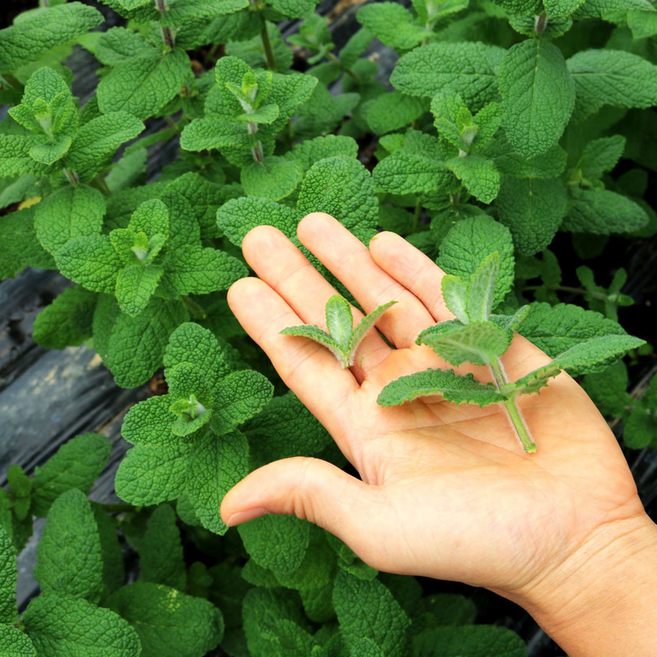 다정한농장 직송 애플민트 생잎 큰잎 모히또용, 50g, 1개