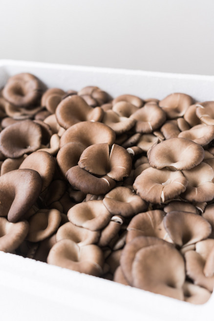 산지직송 느타리버섯 무농약 특품 2kg