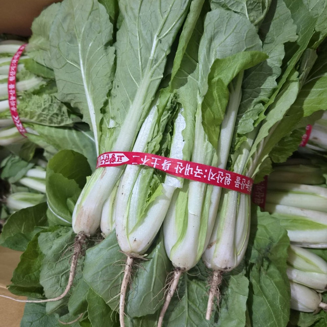<해돋이농산> 국내산 얼갈이 단배추 얼갈이배추, 1.6kg, 1개