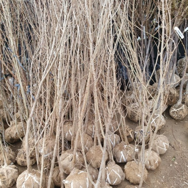 석류 4년생 결실주 1주, 본상품선택, 1개