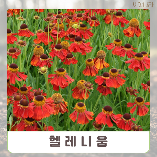 꽃꽃이소재로 헬레니움 혼합 15립 씨앗 야생화 꽃씨 나라 희귀 pur+9156FD