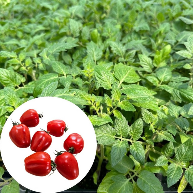 새마을총각 애플방울토마토모종 빨강 고당도 TY내병계, 2개