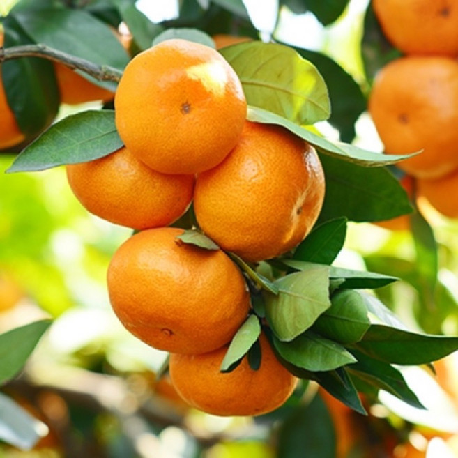 베란다에서 키우는 귤나무 / 윈터프린스 3년생 / 과즙이 팡팡, 1개, 나무색