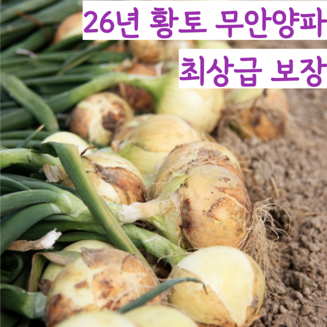 [최상급 보장] 26년 국내산 국산 단단한 무안 황토 햇 양파 흰양파, 1개, 중 10kg