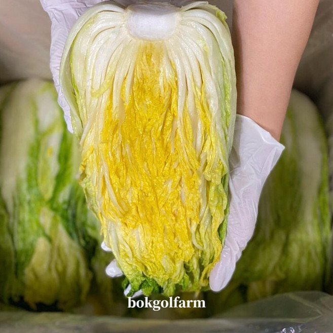 강원도 김장절임배추 고랭지 김장배추 절인배추 20kg (8-10포기), 1박스, 택배도착일 1일전 출고됩니다., 12월10일(화)