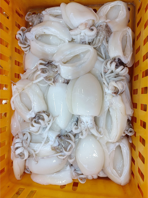 냉동 갑오징어 홀크린 5kg 베트남 홀클린 손질 세척 업소용 껍질제거 내장제거, 1개