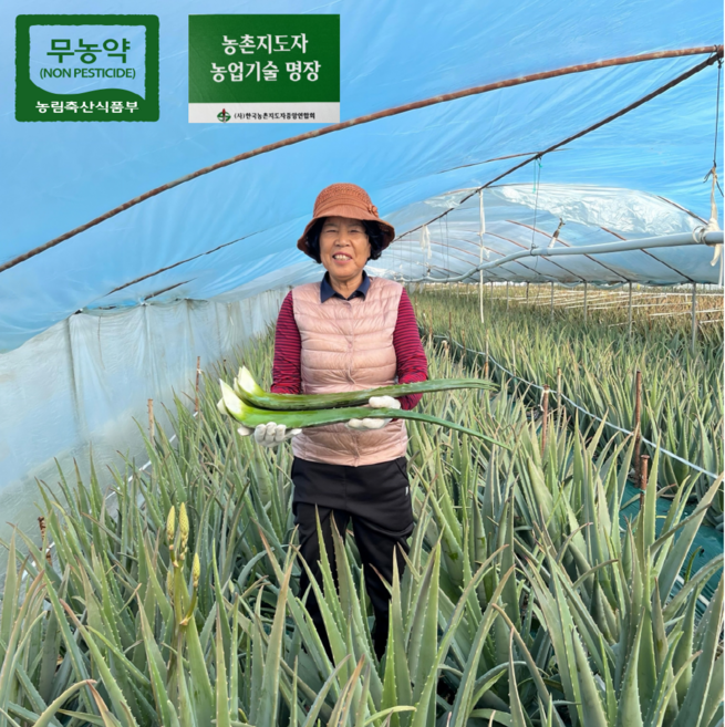 거제 무농약 식용 생알로에 베라 잎 3kg 5kg 알로에아낙네, 1개