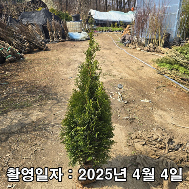 착한가격 나무생각 / 에메랄드그린 / 1m, 1개, 그린
