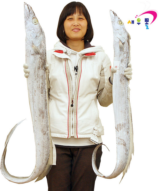 새우몰 왕갈치 800g 선동 손질 절단, 1개, 1개