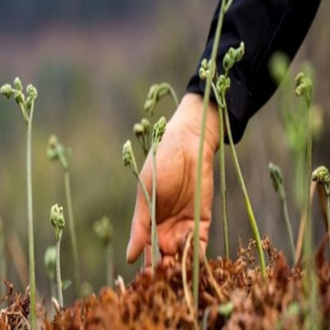 지리산 하동 국산 햇 생고사리 2kg 4kg, 1개