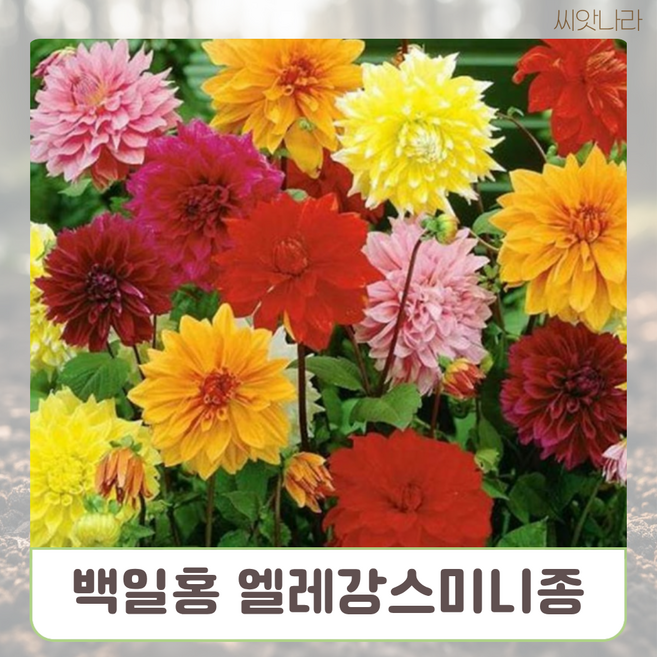 백일홍 엘레강스미니종 혼합 10립 씨앗 나라 희귀 꽃씨 야생화 pur+0800bt