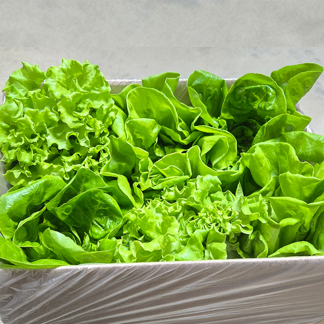 혜영이네 직접키운 수경재배 유러피안 채소, 1개, 1kg