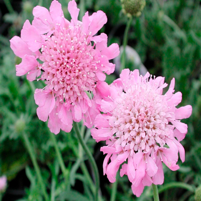 스카비오사 '리츠 로즈' [4포트] (복남이네야생화 Scabiosa Ritz Rose 솔체꽃), 4개