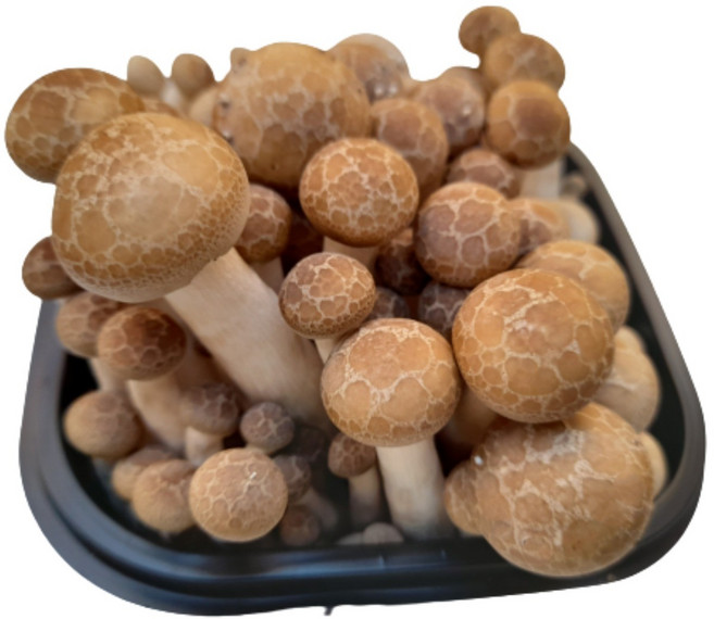 야채왕 만가닥 버섯 1팩(약150g), 1개