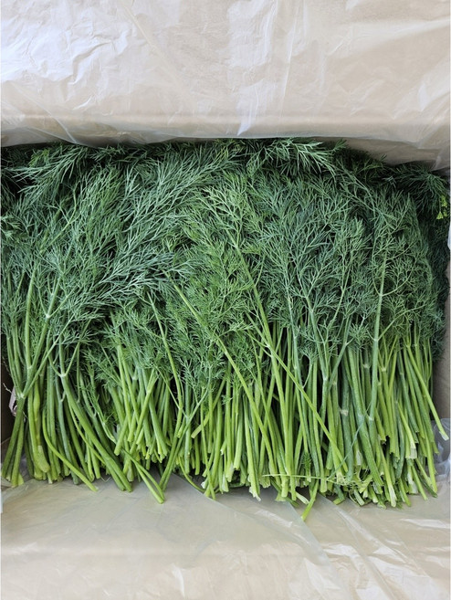 정지농장 국내산 특품 생허브 딜, 1개, 1kg