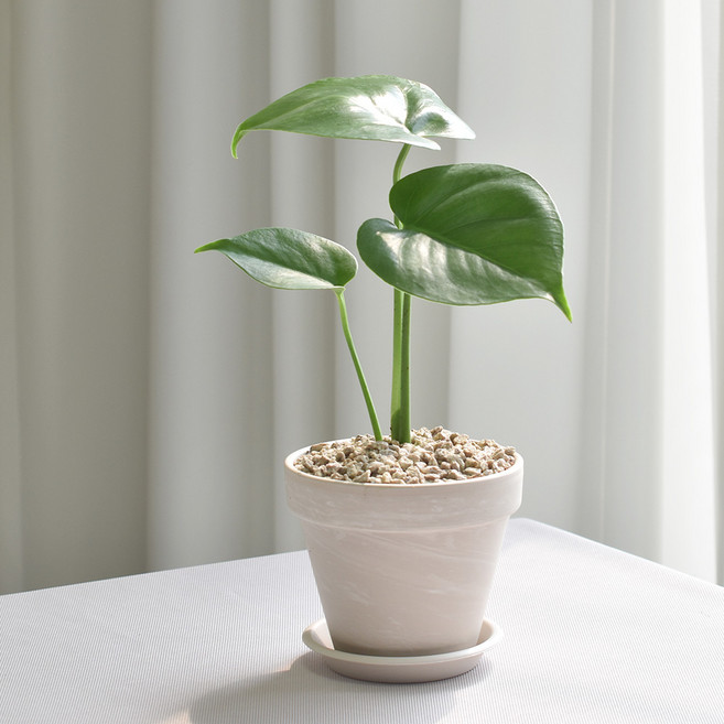 몬스테라 키우기 쉬운 실내공기정화식물 독일토분 분갈이 인테리어, 몬스테라(소)+독일토분 화이트크림11호+받침9호, 1개