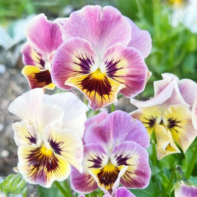 비올라 프리즐시즐 미니 태피스트리 씨앗 10립 (유아그린/V0205)