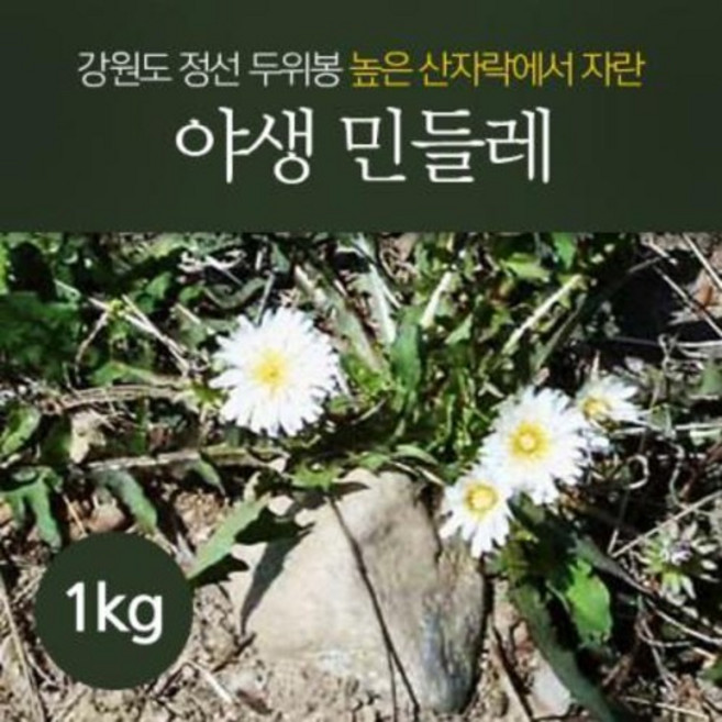 생 민들레(야생) 1kg. (뿌리+잎 전초) -주문 채취 발송, 1개, 1kg