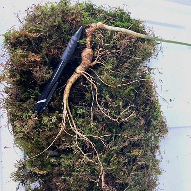 [왕의산삼] 산양삼 15년근 3뿌리 명품 산양산삼 산삼 장뇌삼 건강식품 원기회복, 1박스