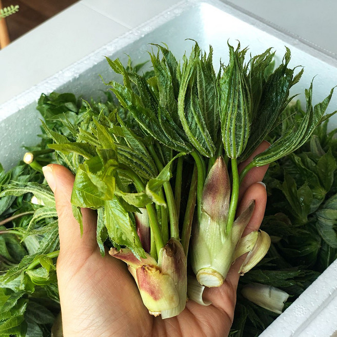 [상위1%최상품] 국산 엄나무순 자연산 햇 개두릅 봄나물, 10g, 1박스, 엄나무순 500g