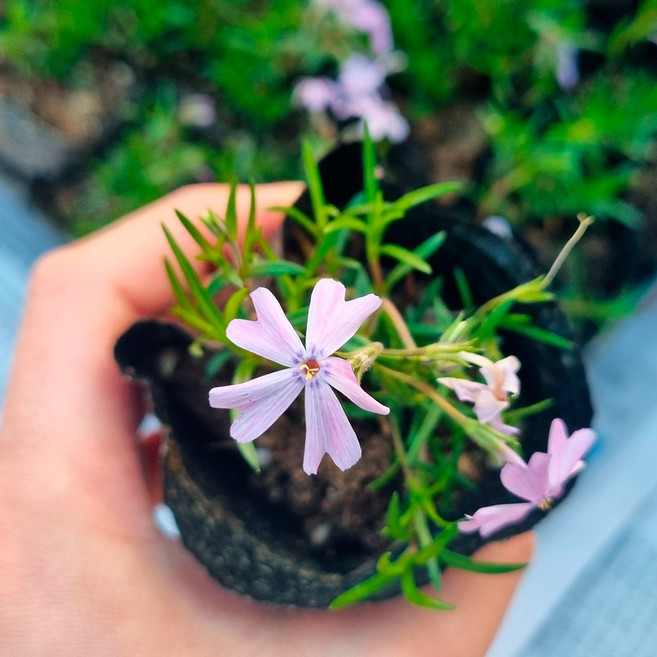 꽃잔디 에메랄드 야생화 연보라색 봄꽃 3치 포트묘, 30개