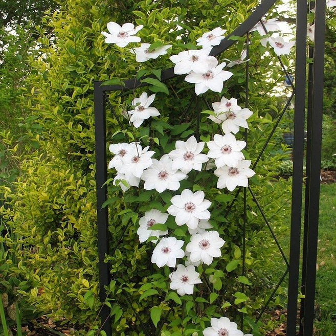 클레마티스 묘목 개화주 으아리 P9포트묘, 미스베트맨