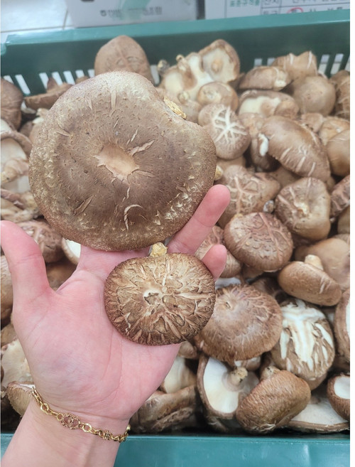 바르다야채 국내산 표고버섯 못난이 500g 1kg 2kg (가정용), 1개