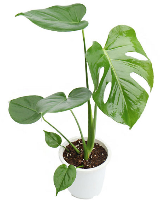 갑조네 몬스테라 중품 몬스테라 생화 몬스테라 화분 30~50cm, 1개
