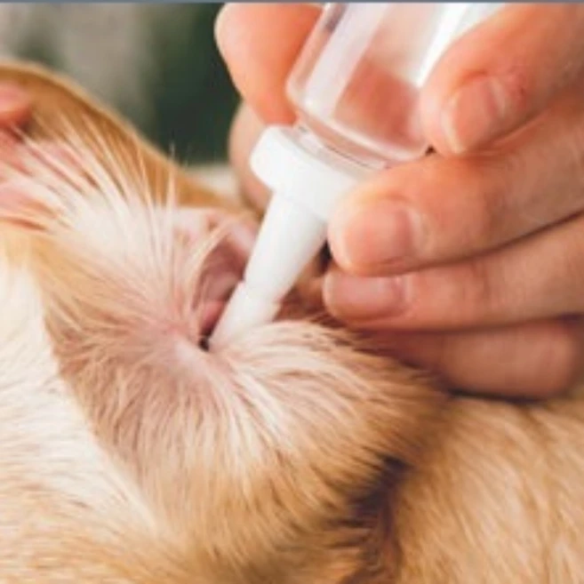 강아지귀곰팡이 고양이귀곰팡이 강아지 귀염증약 귀 각질 강아지외이염, 1개, 120ml - 쿠팡
