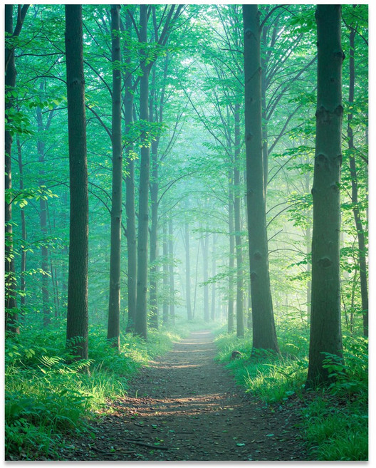 오행에 맞는 그림 자석 풍수지리, 목-숲의통로