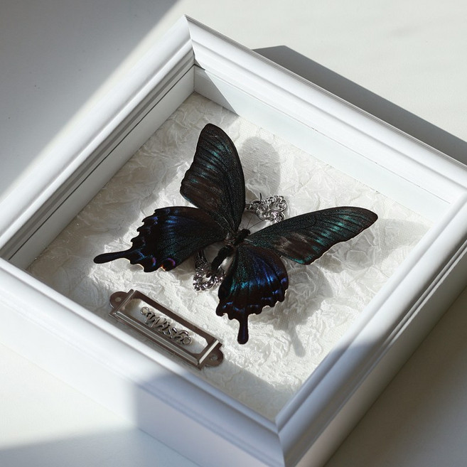 Papilio Maackii 실제 나비 표본 전시 그림 장식 생일 선물 결혼, 02 B
