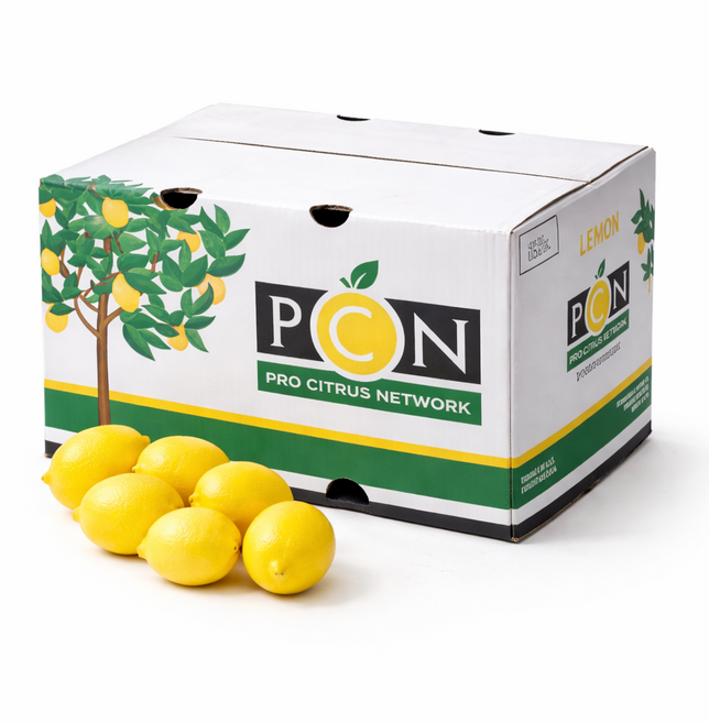 코스트코 팬시 PCN 레몬 대과 프리미엄 로얄과 최상급, 1개, 17kg 대과 (개당 121g)