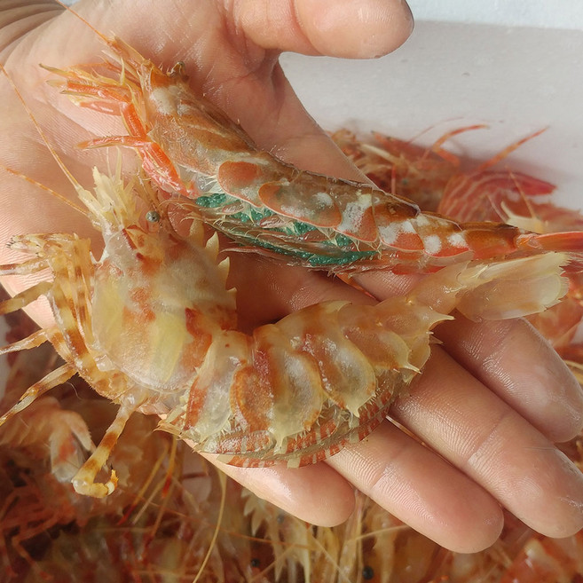 나라수산 선주직송 독도새우 닭새우 꽃새우 300g 500g 도화새우, 1박스, 독도활꽃새우(대)500g(15미내외)