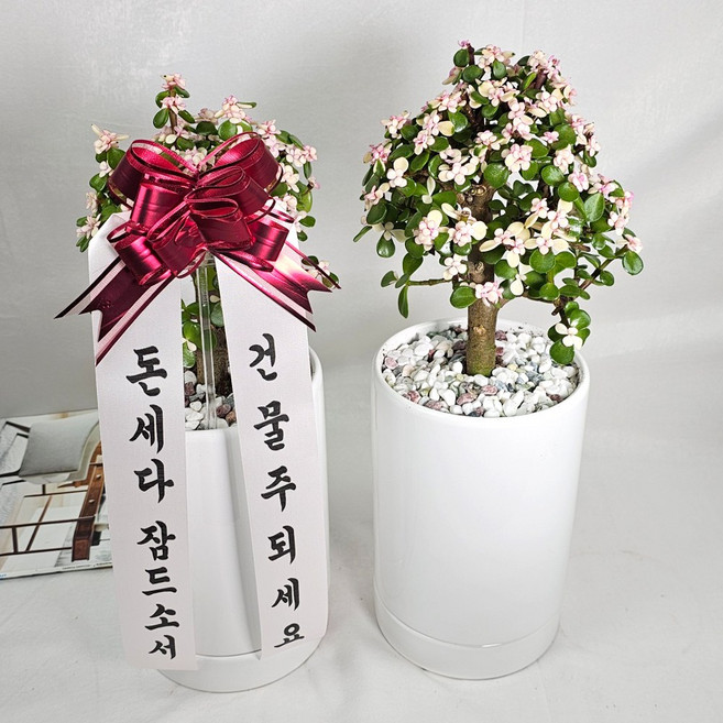 앤드플라워 전국 택배발송 중형공기정화식물 (50cm) 개업식화분 반려식물 스투키 실내화분 인테리어화분 거실화분, 1개, 은행목(35cm) 도자기화분