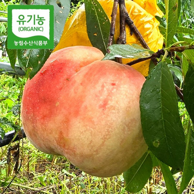 6위 - [유기농 인증 홍천 대홍복숭아] 국내산 홍천 유기농 인증 대홍복숭아 고당도 복숭아, 1박스, 실속형 가정용 