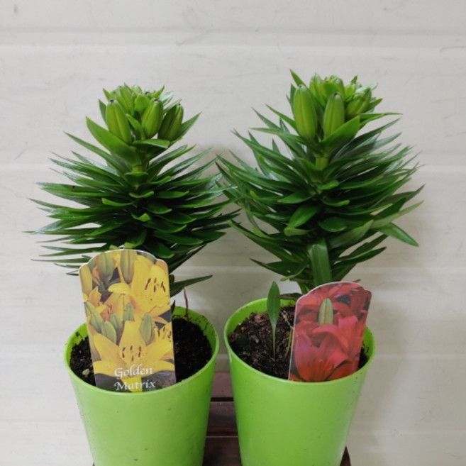 [성심] 입고-나리백합꽃-069, 1개