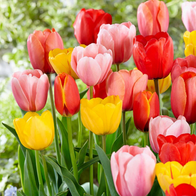 튤립 구근 혼합, 100개