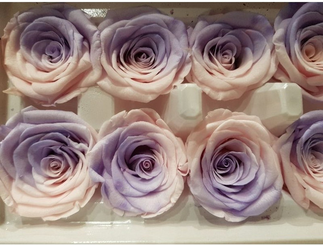 大地農園 彩虹歐若拉漸層永生玫瑰花 紫粉漸層 不凋花 4-5cm, 紫粉漸層4-5cm