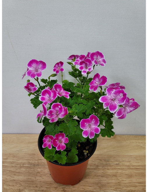 봄봄 제라늄 엔젤아이스핑크 랜디 향기꽃, 1개