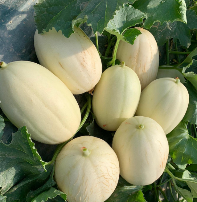 따봉프레시 3차선별 고당도 설향메론 성산메론 백화점상품 프리미엄급, 5kg, 1개