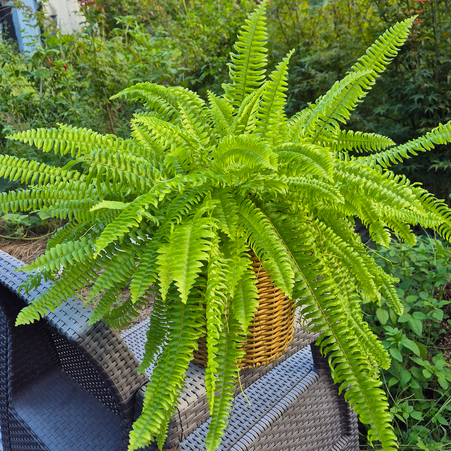 아비가든 식물+ 라탄 바구니 인테리어 집들이 선물 공기정화식물, 1개, 보스턴고사리+바구니(특대)