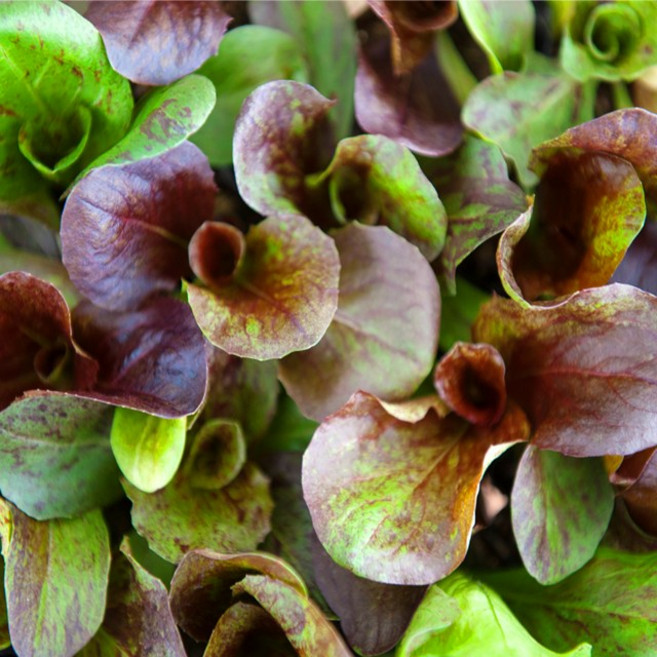 갑조네 적치커리 모종 레드치커리 야채모종 채소모종, 30개