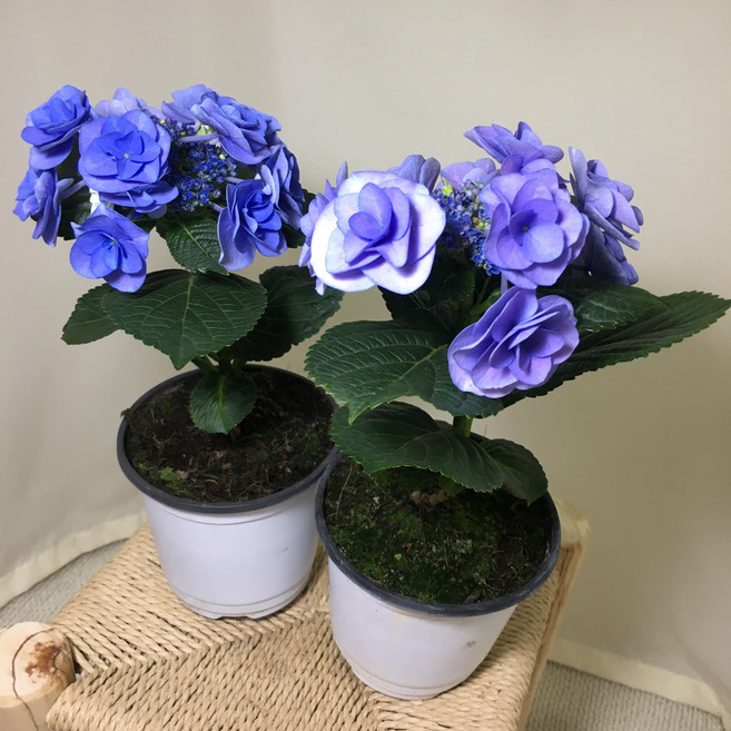 [해피그린 화원] [2개묶음] [블루장미수국] 수국 블루장미수국 수국꽃 꽃식물 꽃화분 반려식물 공기정화식물 식물 189 화원 농원, 2개