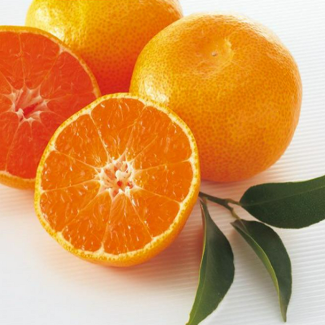 [산지과일도매센터]산지직송 제주카라향 고당도 프리미엄 감귤, 1박스, 3kg