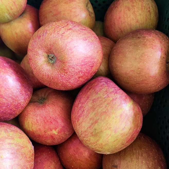 [특가할인] 산지직송 고당도 가정용 부사사과, 1개, 3kg(대과)