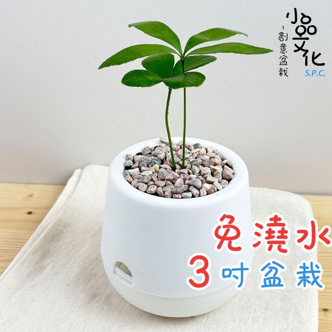 小品文化 幸運樹 3吋盆栽 免澆水, 1個, 幸運樹+3吋雪胖盆
