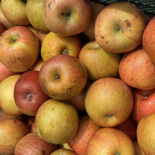 지훈이네 부사 흠과 주스용사과 랜덤과, 1개, 주스용 부사사과 실중량10kg 랜덤과