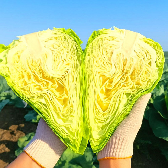 [만족도1위] 최상급원물 제주 꼬깔양배추, 1박스, 5kg